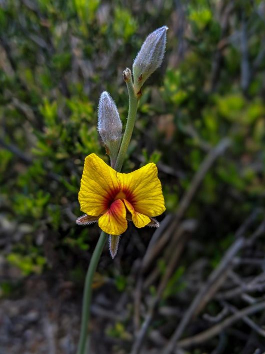 A vibrant yellow Viminaria 'Native Broom' 6" Pot flower with orange accents, blooming amid green shrubbery, with a soft-focus background.