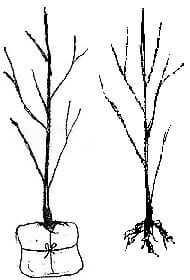 Two black and white drawings of young top indoor plants with visible roots, one secured in a sack and one without, depicting methods of tree transplantation.