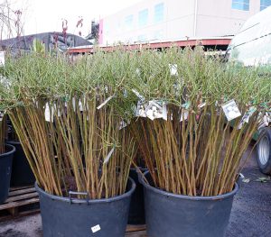 Bare-root trees bundled and arranged in large black containers at a nursery, with tags attached to branches, ready for planting as top indoor plants.