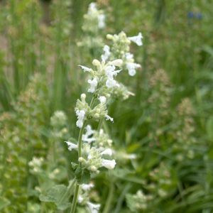 Close-up of white catmint flowers in bloom, with a blurred green background.