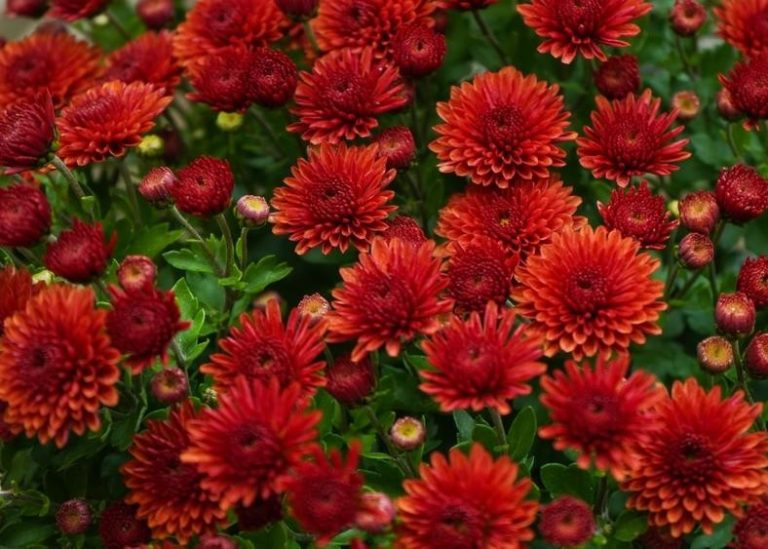 Chrysanthemum 'Monza Red' 6