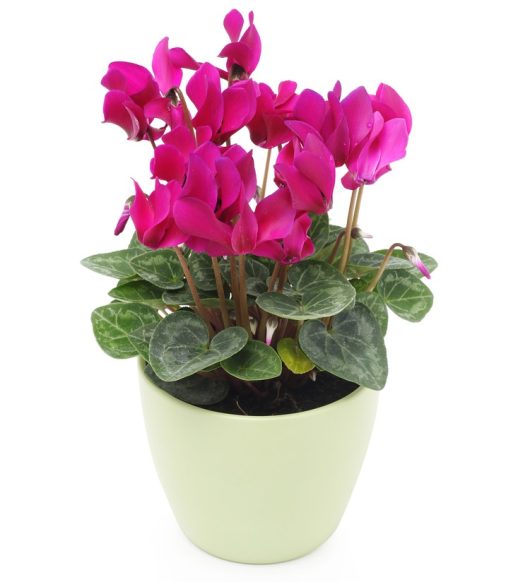 A vibrant magenta Cyclamen 'Halios® Magenta' plant with heart-shaped leaves, potted in a 6" light green container, isolated on a white background.
