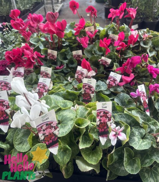 A display of various Cyclamen 'Halios® Mix' plants with bright pink and white flowers in 6" pots at a garden center, some with labels showing.