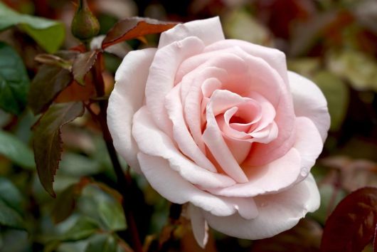 A close-up shot of a pale pink rose in full bloom, part of a lush rose bush, surrounded by green leaves and stems. The petals have a slightly velvety texture with a few water droplets visible on the flower, embodying the elegance of the Rose 'Veterans Honour®' Bush Form (Copy).