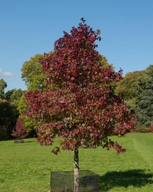 A solitary tree with red and green leaves stands in a grassy field under a clear blue sky, surrounded by a protective wire fence.