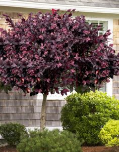 A small tree with dark purple leaves stands in front of a house with shingle siding, accompanied by various green shrubs. loropetalum topiary