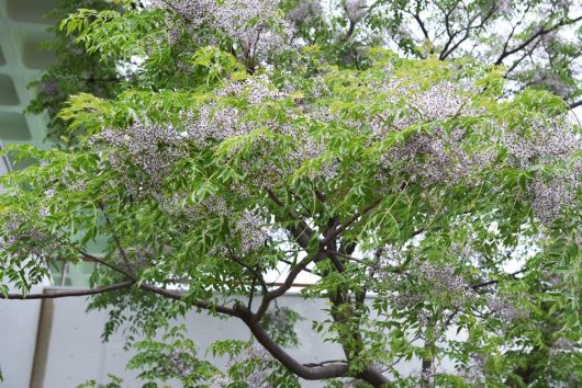 Tree with clusters of small purple flowers and abundant green leaves in front of a white wall. melia azedarach lilac lady pbr chinaberry tree