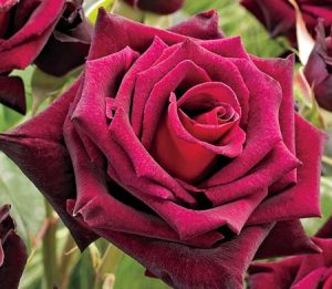 Close-up of a deep red rose with velvety petals, surrounded by top indoor plants in soft focus.