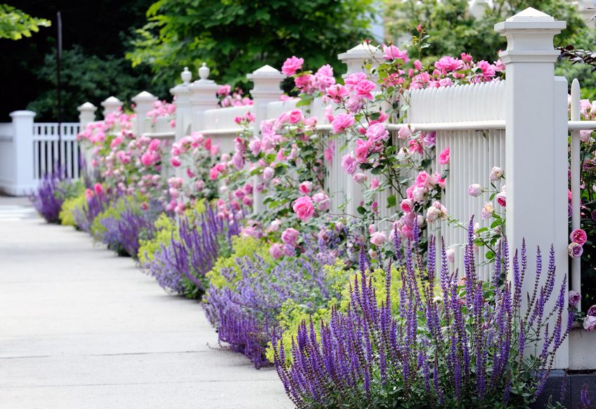 A white picket fence lined with blooming pink roses and top indoor plants along a pathway.