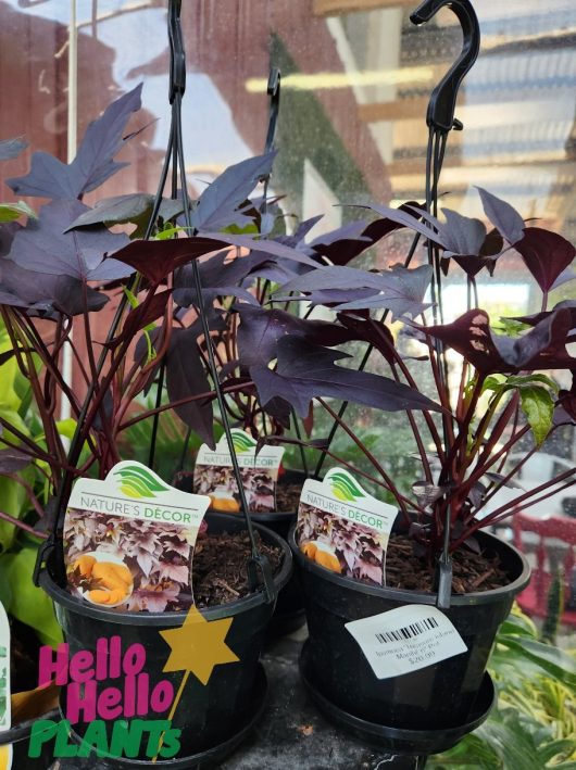 Dark purple-leaved plants sit elegantly on the shelf, featuring Nature's Decor and echoing the vibrancy of Treasure Island. The pots, each prominently labeled with "Ipomoea 'Treasure Island Manihi' 6" Pot," are adorned with tags from "Hello Hello Plants," enhancing the charm of the display.