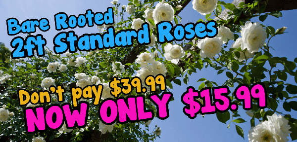 Image of white roses on a bush with promotional text overlay that reads: "Bare Rooted 2ft Standard Roses. Don't pay $39.99, NOW ONLY $15.99. Get the best bare rooted plants for sale!