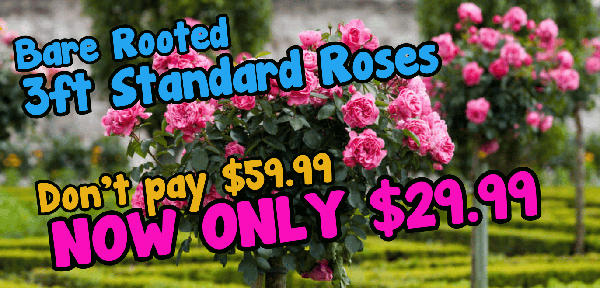 Advertisement: Bare rooted 3ft standard roses, originally priced at $59.99, now available for $29.99. The image shows blooming pink roses in a garden setting—these beautiful bare rooted plants for sale won't last long!