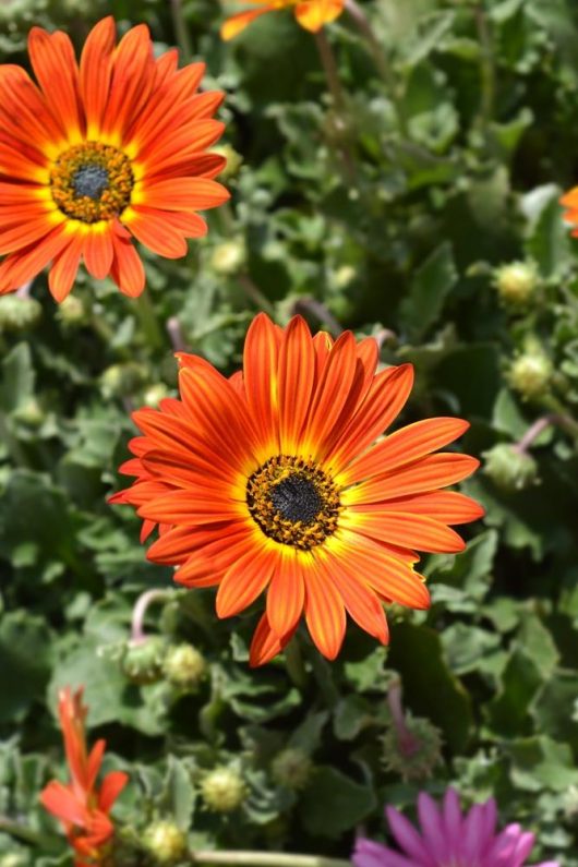 Close-up of vibrant orange daisy-like Arctotis 'Blood Red' 6" Pot (Copy) flowers with dark centers, surrounded by green leaves in a decorative pot.