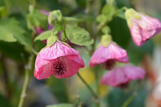 Close-up of pink Abutilon flowers with green leaves in the background. The flowers have a bell-like shape and dark centers.