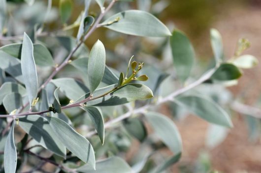 Close-up of a eucalyptus plant branch with elongated, sterling silver-green leaves and small buds, nestled in an Acacia 'Sterling Silver' 6" Pot.