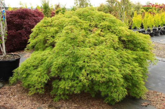 A dense, green shrub with small, feathery leaves is growing in a garden nursery surrounded by other potted plants.