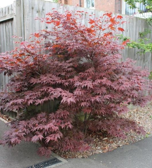 A Japanese maple tree with reddish leaves grows in a corner between a wooden fence and a paved surface.