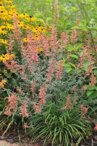 A cluster of Agastache with pink-flowered plants and long stems is surrounded by green foliage and yellow flowers in a garden setting, perfect for adding to your Agastache 'Party Peach' 6" Pot (Copy)-themed floral arrangement.