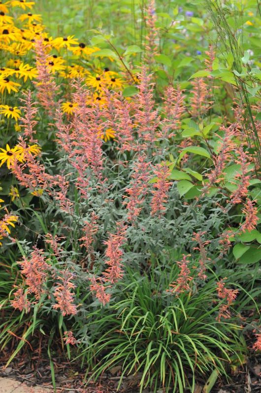 A cluster of Agastache with pink-flowered plants and long stems is surrounded by green foliage and yellow flowers in a garden setting, perfect for adding to your Agastache 'Party Peach' 6" Pot (Copy)-themed floral arrangement.