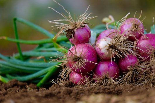 A bundle of freshly harvested red onions and Allium 'Brown Onion' 4" Pot (Copy) with roots and green stems rests on the soil.