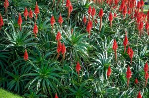A dense cluster of Aloe 'Candelabra' 10" Pot, showcasing tall red flower stalks reminiscent of a candelabra in full bloom.