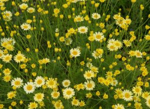 Field of yellow daisies in full bloom, with green stems and foliage visible, reminiscent of an Anthemis 'Susanna Mitchell' 6" Pot (Copy).