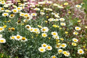 A field of white and yellow daisies in full bloom under sunlight, with green foliage and some pink flowers in the background, evokes the delicate beauty captured by Anthemis 'Susanna Mitchell' 6" Pot.