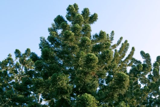 Close-up view of the top of a lush, green evergreen tree against a clear blue sky.
