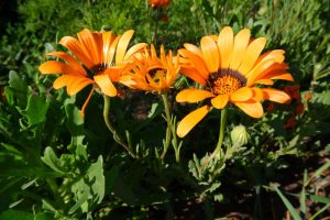 Close-up of three vibrant orange Arctotis daisies with black centers, surrounded by green foliage in a garden, blooming beautifully from an Arctotis 'Yellow' 6" Pot (Copy).