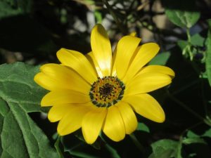 A vibrant yellow Arctotis daisy flower in close-up with green leaves in the background, perfect for planting in an Arctotis 'Blood Red' 6" Pot (Copy).