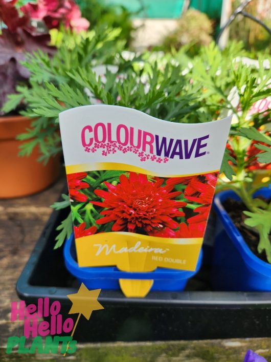 A plant tag labeled "Colourwave" marks a vibrant "Argyranthemum 'Madeira Red' Daisy' 4" Pot" flower in a garden nursery setting.