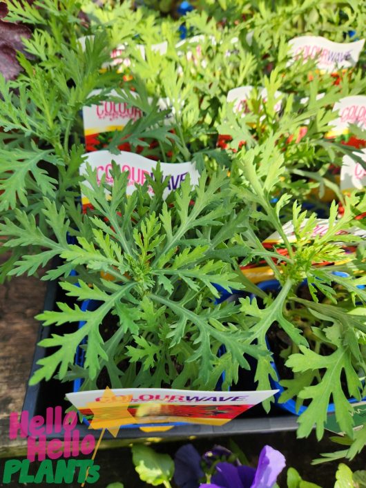 Close-up of green leafy plants in containers with labels reading "Argyranthemum 'Madeira Red' Daisy' 4" Pot." Amidst the greenery, vibrant Madeira Red blooms catch the eye. The image has the "Hello Hello Plants" logo in the bottom left corner.