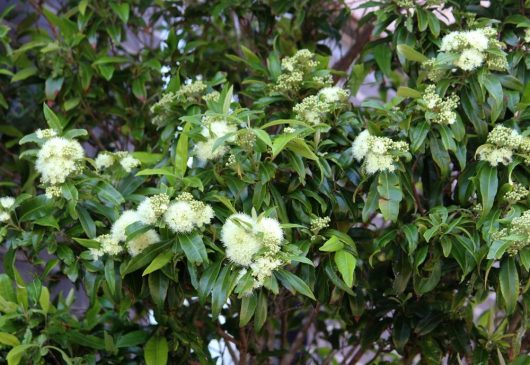 A Backhousia 'Lemon Scented Myrtle' (Copy) with glossy green leaves and clusters of small white flowers, surrounded by foliage.