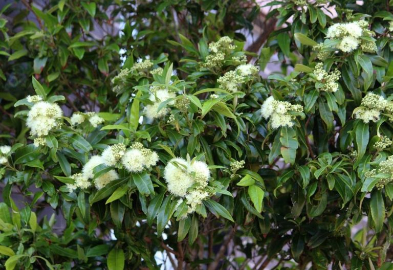 Backhousia 'Cinnamon/Grey Myrtle' 6