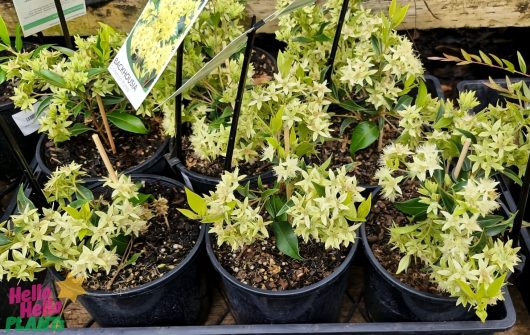 Several small potted plants are arranged on a display shelf, including a Backhousia 'Cinnamon/Grey Myrtle' in a 6" pot with light green leaves and white flowers, each adorned with a plant label.