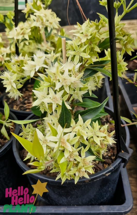 Combining the rich green leaves and pale yellow star-shaped blooms of potted Clematis Montana with the subtle foliage of Backhousia 'Cinnamon/Grey Myrtle' in a 6" pot creates a stunning visual contrast.