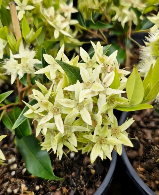 The Backhousia 'Cinnamon/Grey Myrtle' 6" Pot features white star-shaped flowers nestled among vibrant green leaves, all presented in a sleek black pot. The arrangement is elegantly completed with soil and small brown stones, adding a touch of natural charm.