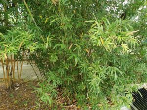 A dense cluster of Bambusa 'China Gold' Bamboo (Copy) plants with green leaves and some dry leaves, growing next to a concrete path.