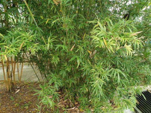 A dense cluster of Bambusa 'China Gold' Bamboo (Copy) plants with green leaves and some dry leaves, growing next to a concrete path.