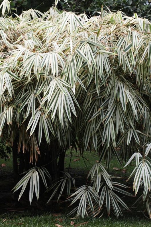 A dense cluster of Bambusa 'Malay Dwarf Green' Bamboo 8" Pot (Copy) with long, slender leaves featuring green and white stripes, growing outdoors in a lush setting.