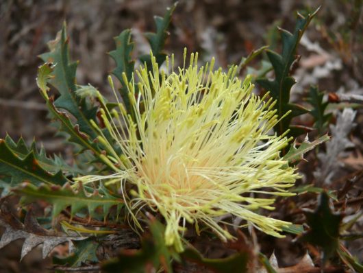 Close-up of a spiky yellow Banksia flower with slender petals and jagged green leaves. The background appears to be dry and foliage-filled, reminiscent of a Banksia 'Many Headed Dryandra' 6" Pot in its natural habitat.