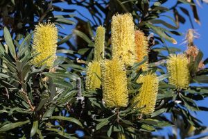 A close-up view of a Banksia 'High Noon' 6" Pot, showcasing its yellow, cylindrical flower spikes and green leaves against a clear blue sky at High Noon.