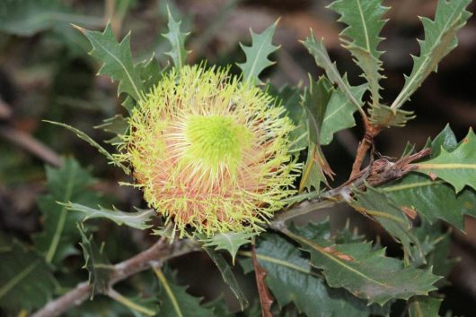 Close-up of a green and pink spiky Banksia flower bud nestled among jagged green leaves, showcasing nature's intricate design akin to a Banksia 'Oak Pot.