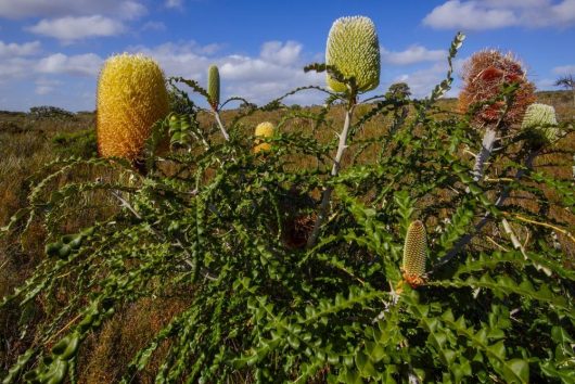 Banksia 'Oak Leaved Banksia' 6" Pot (Copy) plants with tall, cone-shaped blooms in various stages of development stand in a sunlit, grassy field under a blue, cloud-dotted sky.
