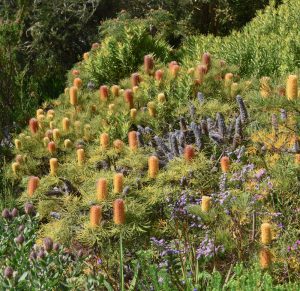 A hillside garden with various wildflowers and orange cylindrical blooms among lush greenery, featuring vibrant Banksia 'Bush Candles' banksia spinulosa