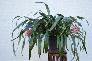 A Billbergia 'Queen's Tears' 6" Pot containing a plant with long, narrow green leaves and several pink flowers sits on a wooden stand against a white textured background.
