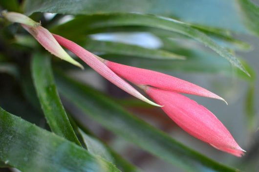 A close-up image of an unopened pink bromeliad flower in a 6" pot, surrounded by lush green leaves. This stunning Billbergia 'Queen's Tears' 6" Pot adds a touch of elegance to any indoor or outdoor garden setting.