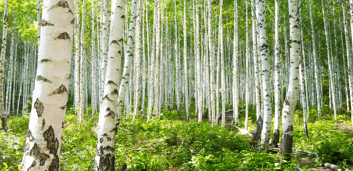 A dense forest of tall birch trees with white bark and lush green foliage covers the ground, resembling the serene beauty found in landscapes where bare rooted plants for sale are commonly grown.