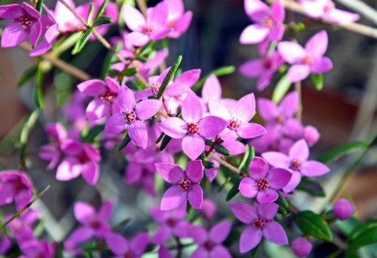 Close-up of Boronia 'Jack Maguire's Red' 6" Pot (Copy) flowers in full bloom, with green leaves intermixed, against a blurred background.