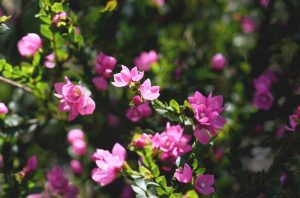 A close-up of pink Boronia 'Seaside Stars' 6" Pot flowers in bloom on a shrub, surrounded by green leaves bathed in sunlight; all thriving beautifully.